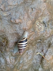 Drymaeus nigrofasciatus