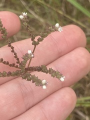 Mitreola