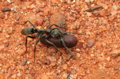 Megaponera analis