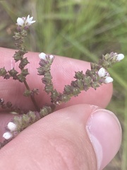 Mitreola