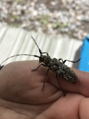 Monochamus marmorator