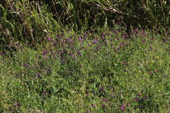 Vicia eriocarpa