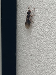 Myrmecina americana