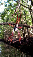 Trichonephila inaurata