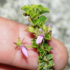 Indigofera candolleana