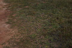 Lampranthus sociorum