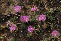 Lampranthus sociorum