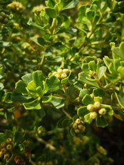 Baccharis macraei