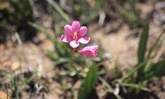 Ixia latifolia