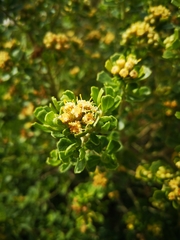 Baccharis macraei