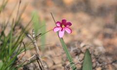 Ixia latifolia