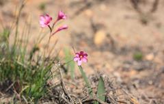 Ixia latifolia