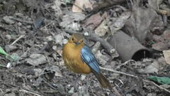 Cossypha natalensis intensa