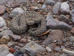 Crotalus willardi obscurus