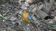 Cossypha natalensis intensa