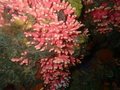 Stylaster nobilis