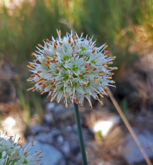 Allium ericetorum