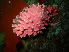 Stylaster nobilis