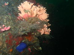 Stylaster nobilis
