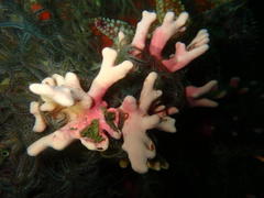 Stylaster nobilis