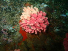 Stylaster nobilis