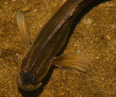 Istiblennius bellus