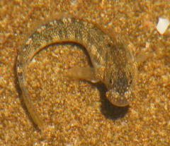 Istiblennius bellus