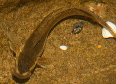 Istiblennius bellus