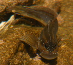 Istiblennius bellus