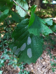 Phyllonorycter coryli