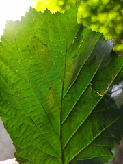 Phyllonorycter coryli