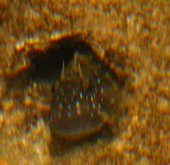 Istiblennius bellus