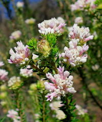Phylica lachneaeoides
