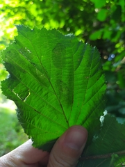 Phyllonorycter coryli