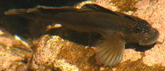 Istiblennius bellus