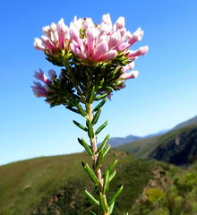 Phylica lachneaeoides