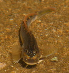 Istiblennius bellus