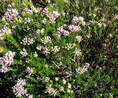 Phylica lachneaeoides