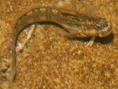Istiblennius bellus