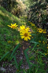 Verbesina longifolia