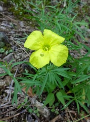Oenothera toumeyi