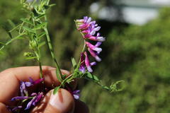 Vicia eriocarpa