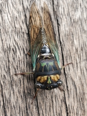 Neotibicen lyricen