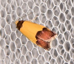 Heteroteucha kershawi