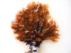 Nitophyllum punctatum