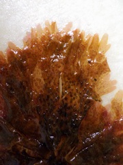 Nitophyllum punctatum
