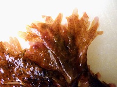 Nitophyllum punctatum