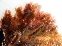 Nitophyllum punctatum