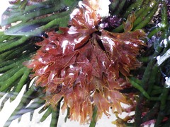 Nitophyllum punctatum