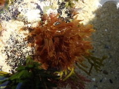 Nitophyllum punctatum